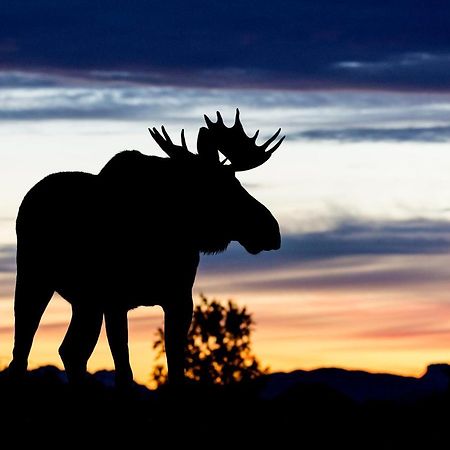 Wildlife Panorama Lofoten Bostad Ngoại thất bức ảnh