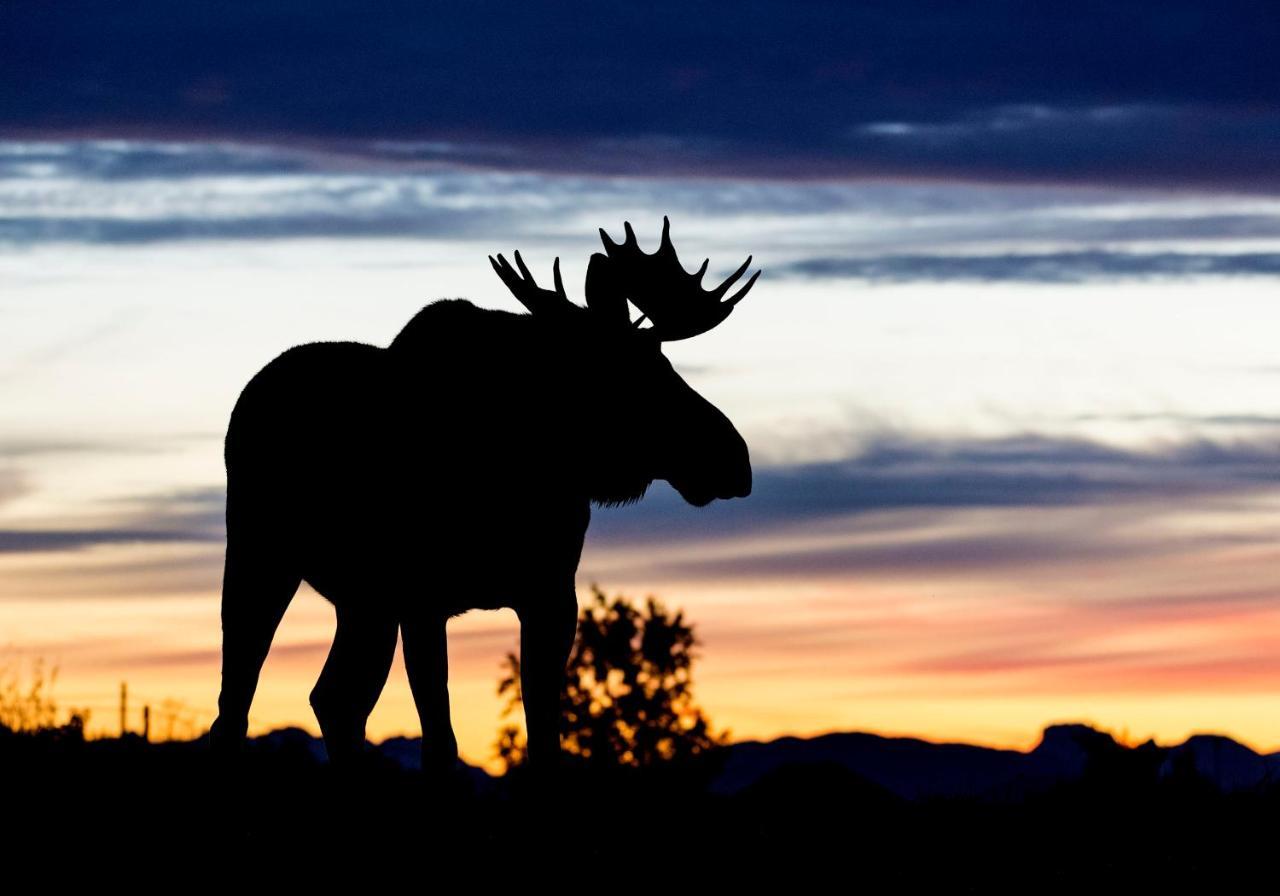 Wildlife Panorama Lofoten Bostad Ngoại thất bức ảnh