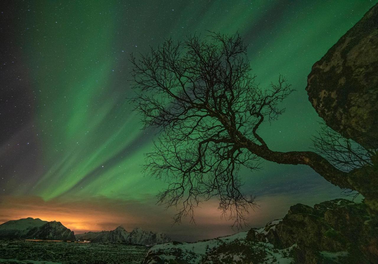 Wildlife Panorama Lofoten Bostad Ngoại thất bức ảnh